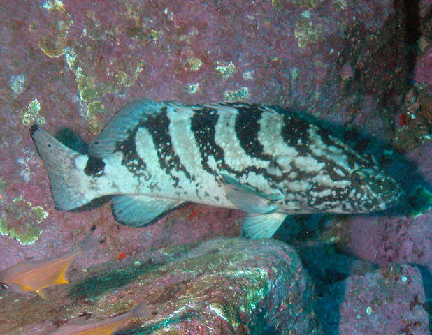 Epinephelus daemelii